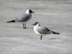 Chroicocephalus ridibundus