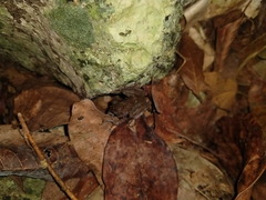 Craugastor yucatanensis