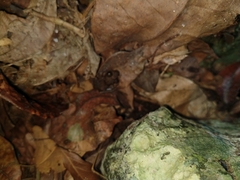 Craugastor yucatanensis