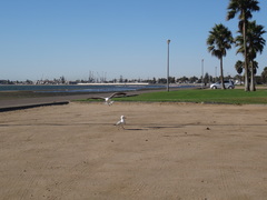 Chroicocephalus hartlaubii