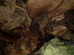 Craugastor yucatanensis