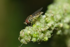 Toxomerus marginatus