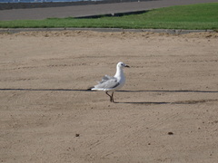 Chroicocephalus hartlaubii