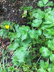 Ranunculus orthorhynchus