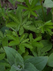 Potentilla reptans