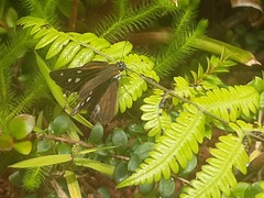 Corra coryna catargyra