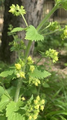 Scrophularia vernalis