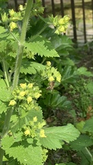 Scrophularia vernalis
