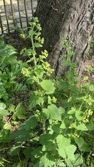 Scrophularia vernalis