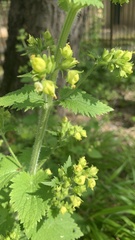 Scrophularia vernalis