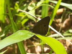 Hermeuptychia harmonia