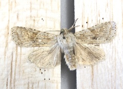 Lithophane bethunei