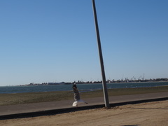 Chroicocephalus hartlaubii