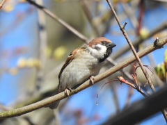 Passer montanus