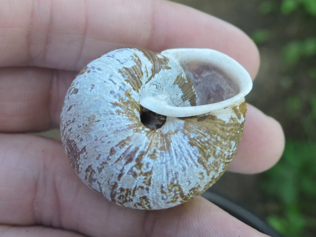 Oregon forestsnail
