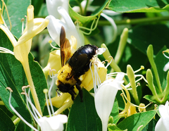 Xylocopa appendiculata