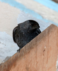 Corvus monedula