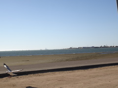 Chroicocephalus hartlaubii