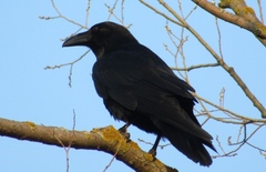 Corvus corax