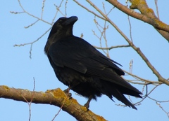 Corvus corax