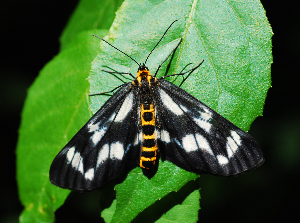 Cystidia
