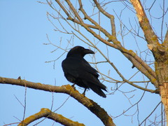 Corvus corax