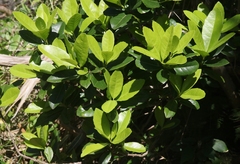Elaeodendron laneanum