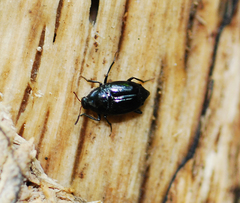 Scaphidium