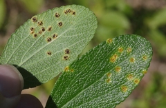 Puccinia lantanae