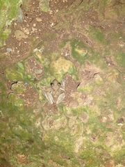 Craugastor yucatanensis