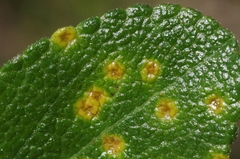 Puccinia lantanae