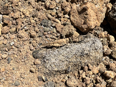 Sphingonotus picteti