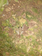 Craugastor yucatanensis