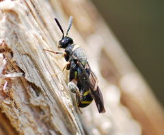 Leucospidae