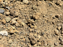 Sphingonotus picteti