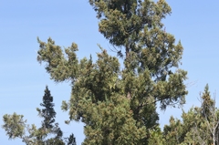 Juniperus bermudiana