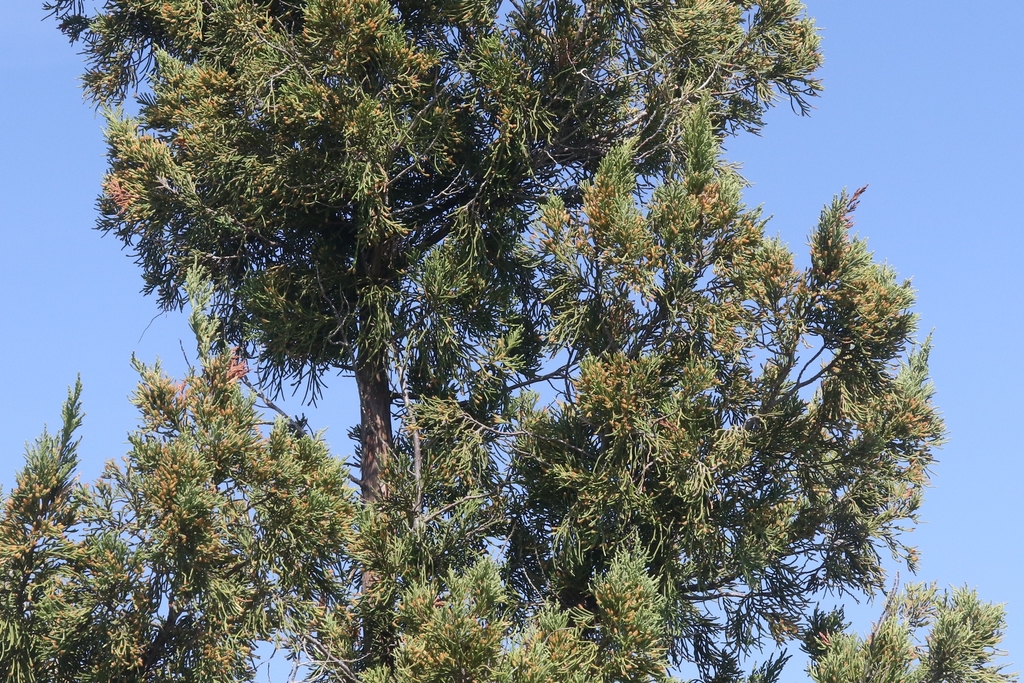 Bermuda juniper (Juniperus bermudiana) · iNaturalist