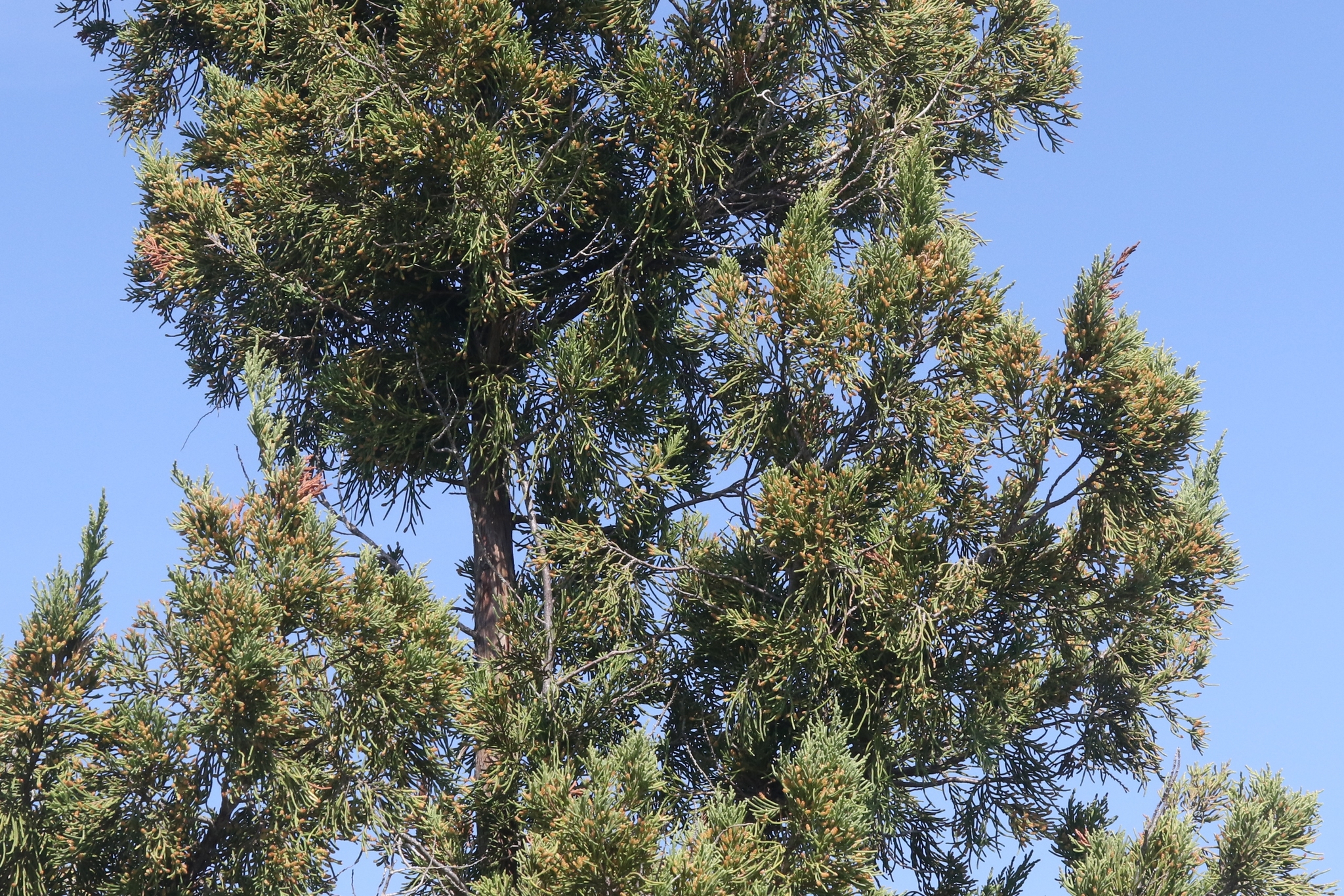 Bermuda juniper (Juniperus bermudiana) · iNaturalist