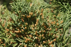 Juniperus bermudiana