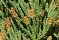 Juniperus bermudiana