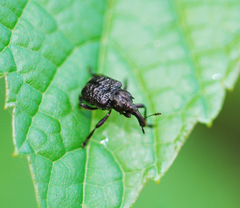 Aspidobyctiscus lacunipennis