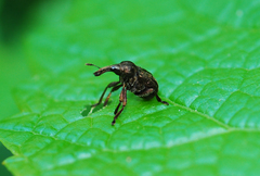 Aspidobyctiscus lacunipennis