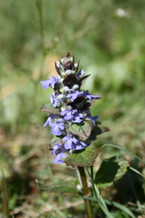 Ajuga reptans