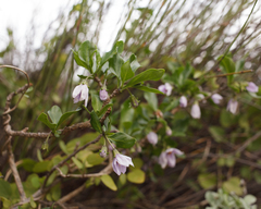 Solanum guineense