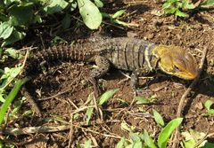 Morunasaurus annularis