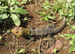 Morunasaurus annularis