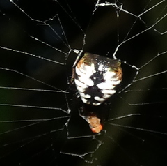 Micrathena patruelis