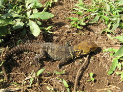 Morunasaurus annularis