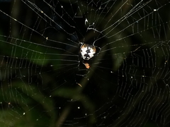 Micrathena patruelis