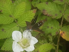 Corra coryna catargyra